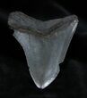 Inch Georgia Megalodon Tooth #1386-2